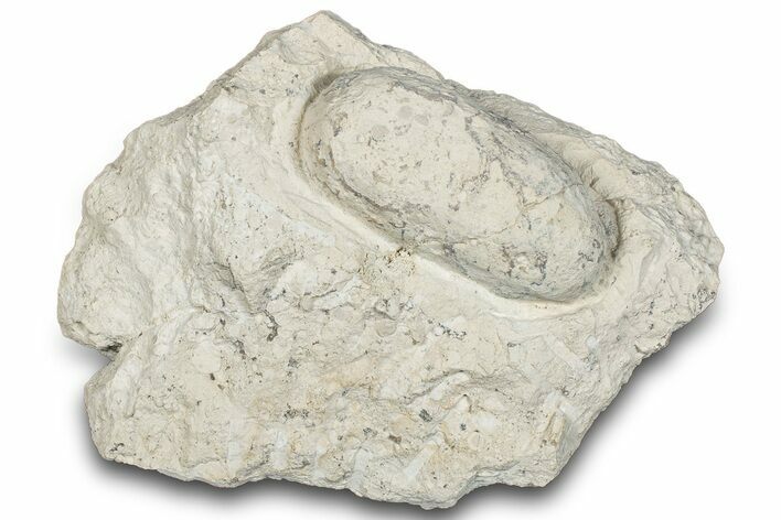 Eocene Fossil Crocodile Egg - Bouxwiller, France #293161